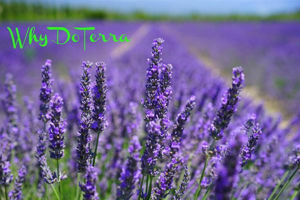 Why we chose DoTerra for our family